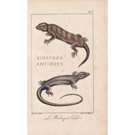 1834 MABUYA LIZARD Print - Hand-Coloured Antique Print - Lacepede - Lizard Wall Art - Animal Nature Gift Decor - 5.8 x 8.9 Inches