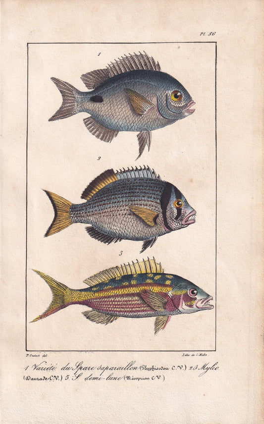 1834 SEA BREAM & SNAPPER Fish Print - Hand-Coloured Antique Print - Lacepede - Fish Wall Art - Animal Gift Decor - 5.8 x 8.9 Inches