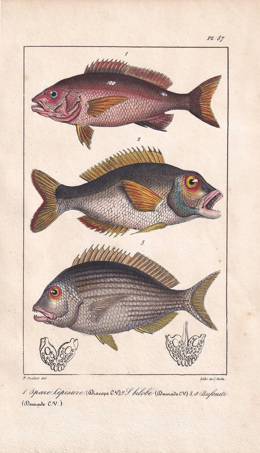1834 SEA BREAM Fish Print - Hand-Coloured Antique Print - Lacepede - Fish Wall Art - Animal Gift Decor - 5.8 x 8.9 Inches