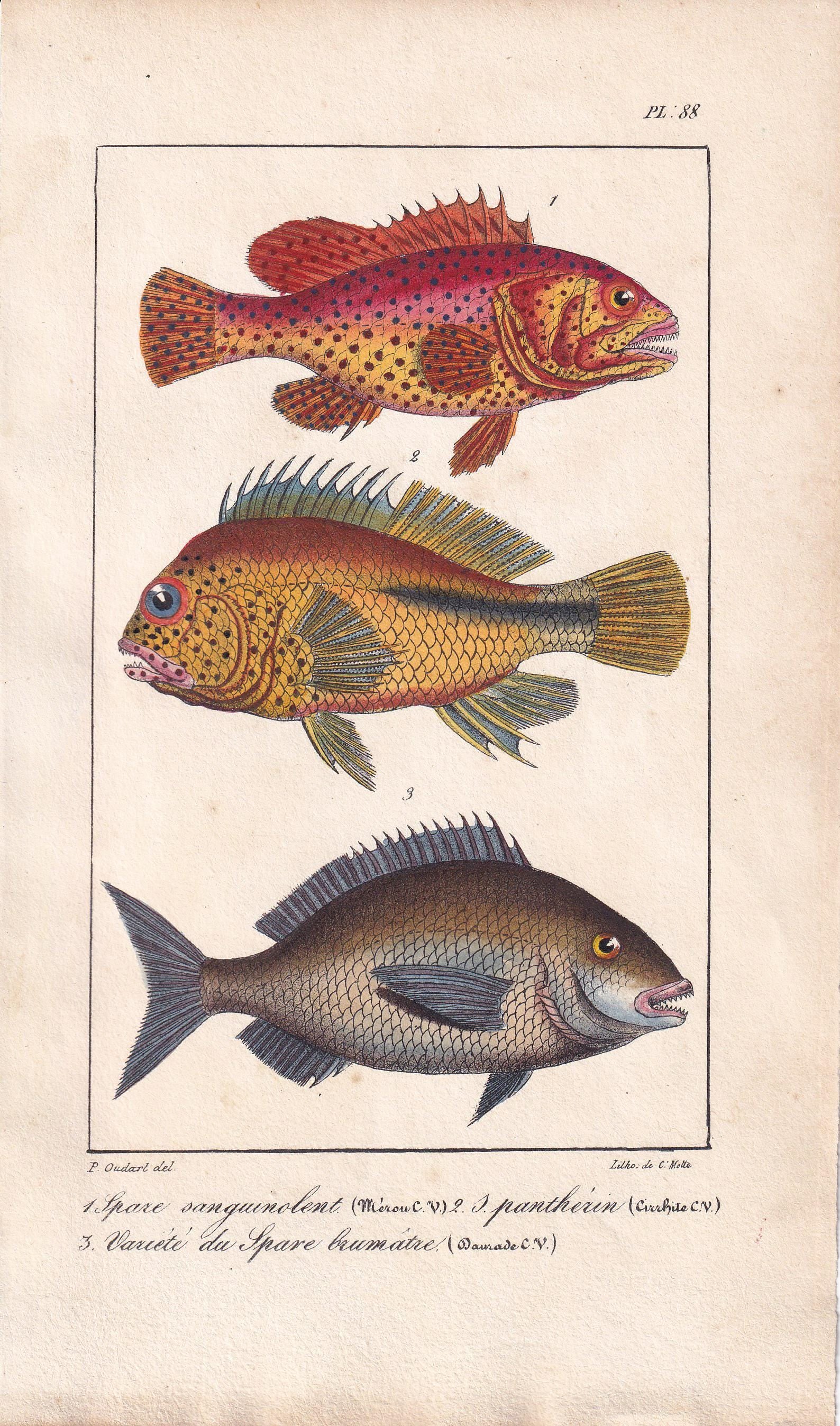 1834 SEA BREAM & TRIPLETAIL Fish Print - Hand-Coloured Antique Print - Lacepede - Fish Wall Art - Animal Gift Decor - 5.8 x 8.9 Inches