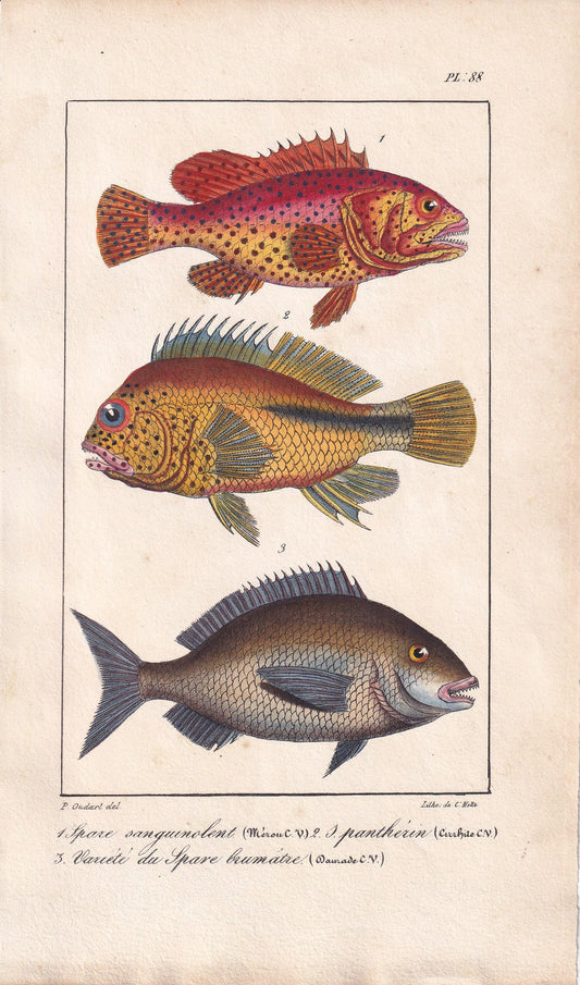 1834 SEA BREAM & TRIPLETAIL Fish Print - Hand-Coloured Antique Print - Lacepede - Fish Wall Art - Animal Gift Decor - 5.8 x 8.9 Inches