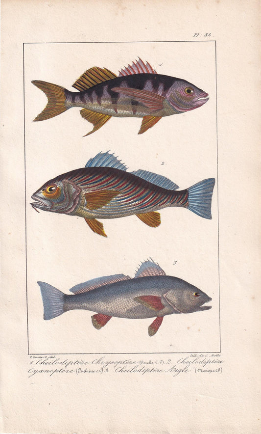 1834 CARDINALFISH & SEA BASS Fish Print - Hand-Coloured Antique Print - Lacepede - Fish Wall Art - Animal Gift Decor - 5.8 x 8.9 Inches