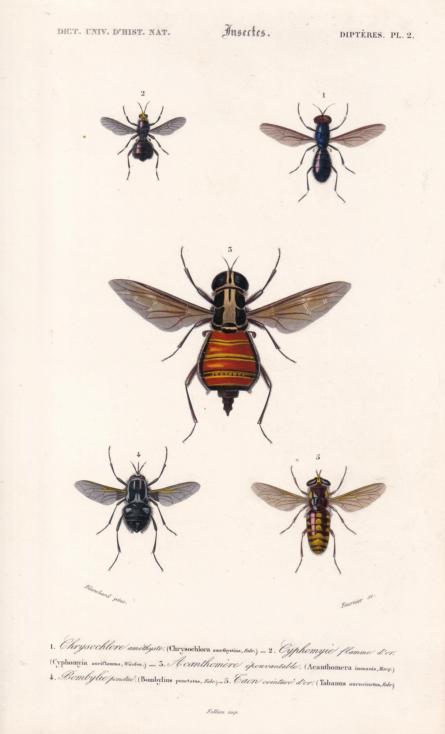 1861 WASPS & FLIES Print - Hand-Coloured Antique Print - Orbigny - Insect Wall Art - Gift Decor - 5.75 x 9.75 Inches