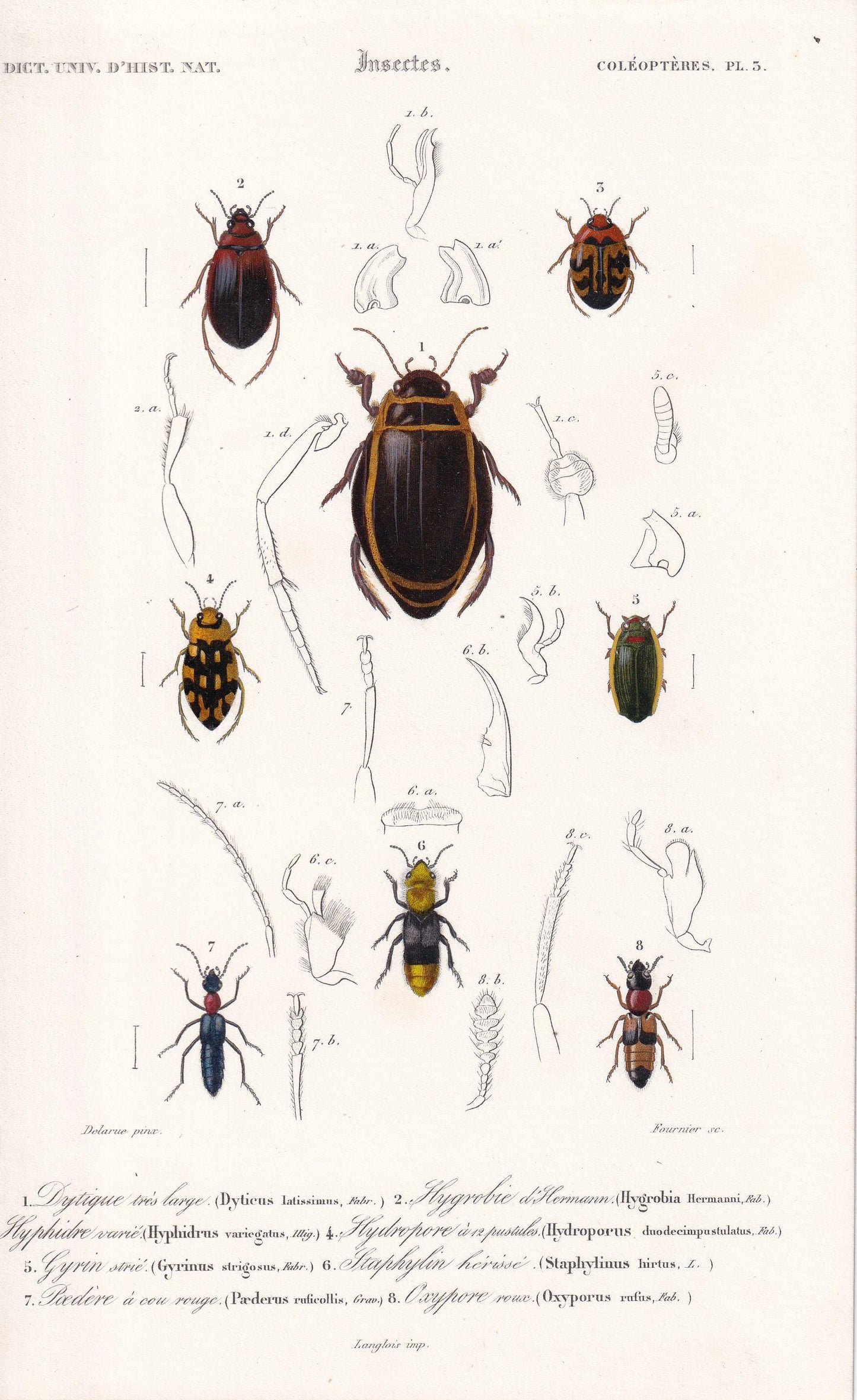 1861 DIVING & ROVE BEETLES Print - Hand-Coloured Antique Print - Orbigny - Insect Wall Art - Gift Decor - 5.75 x 9.75 Inches