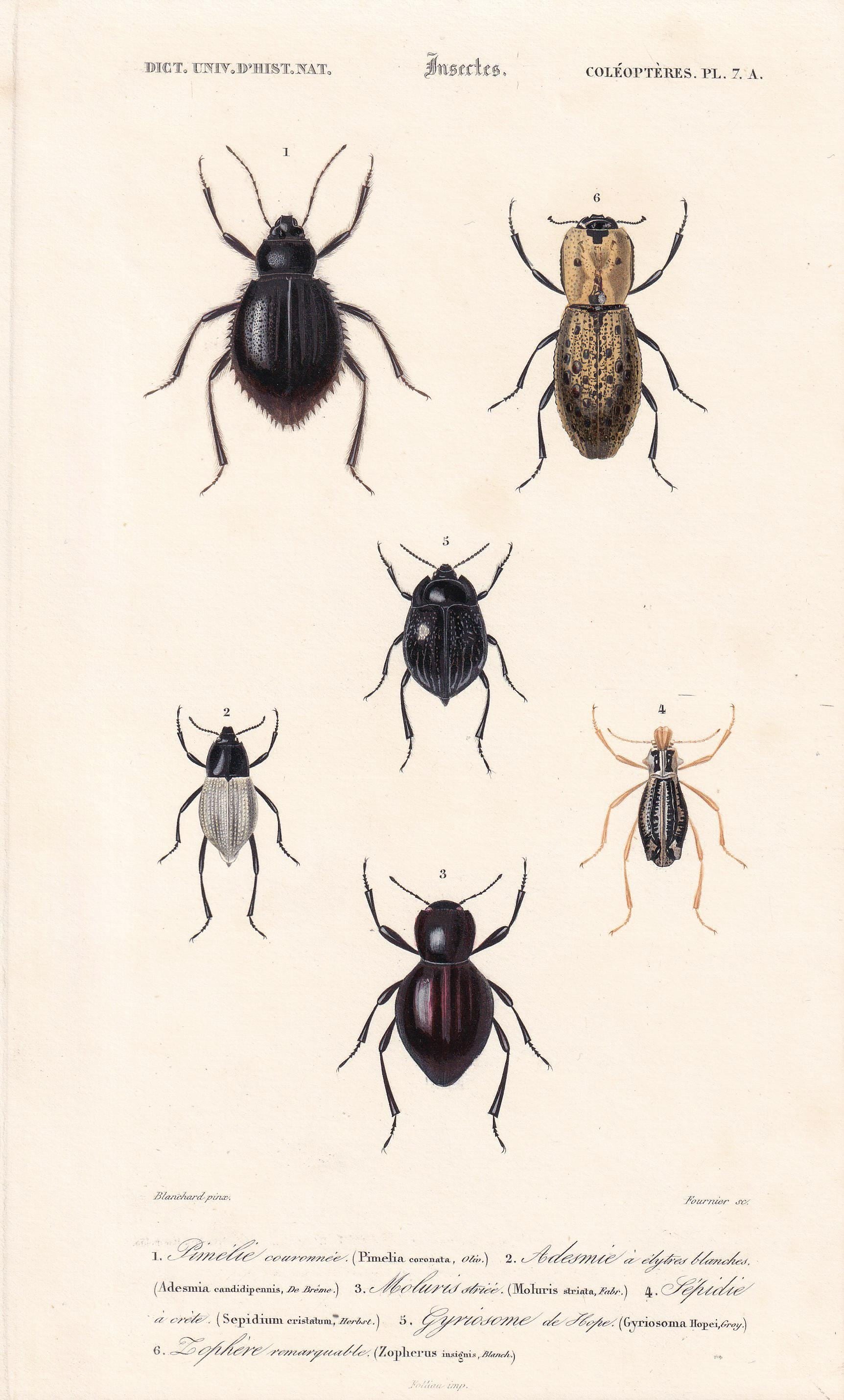 1861 DARKLING BEETLES Print - Hand-Coloured Antique Print - Orbigny - Insect Wall Art - Gift Decor - 5.75 x 9.75 Inches