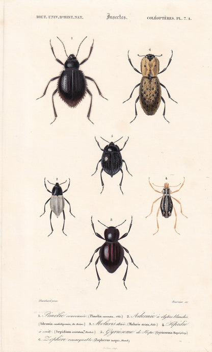 1861 DARKLING BEETLES Print - Hand-Coloured Antique Print - Orbigny - Insect Wall Art - Gift Decor - 5.75 x 9.75 Inches