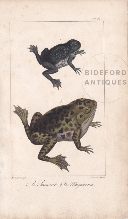 1834 FROG & BULLFROG Print - Hand-Coloured Antique Print - Lacepede - Lizard Wall Art - Animal Nature Gift Decor - 5.8 x 8.9 