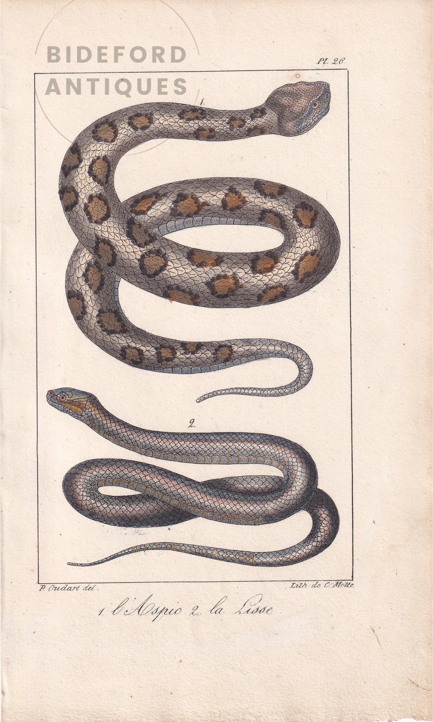 1834 ASP & SMOOTH SNAKE Print - Hand-Coloured Antique Print - Lacepede - Snake Wall Art - Animal Nature Gift Decor - 5.8 x 8.