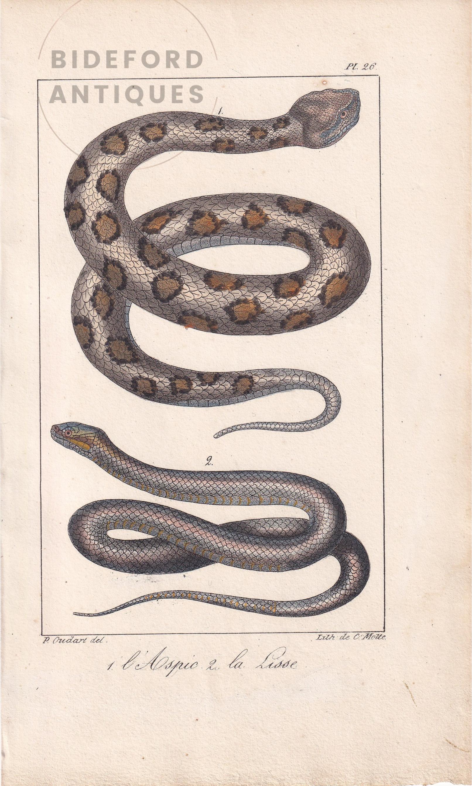 1834 ASP & SMOOTH SNAKE Print - Hand-Coloured Antique Print - Lacepede - Snake Wall Art - Animal Nature Gift Decor - 5.8 x 8.