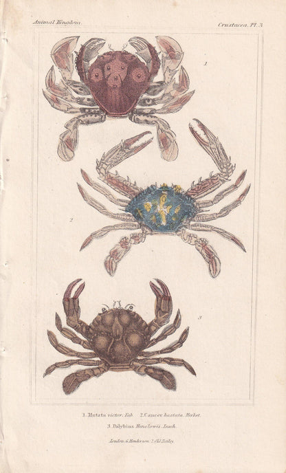 1834 CRABS Print - Hand-Coloured Antique Print - Cuvier - Animal Wall Art - Sea Life Gift Decor - Ocean Crab Lithograph - 5.3