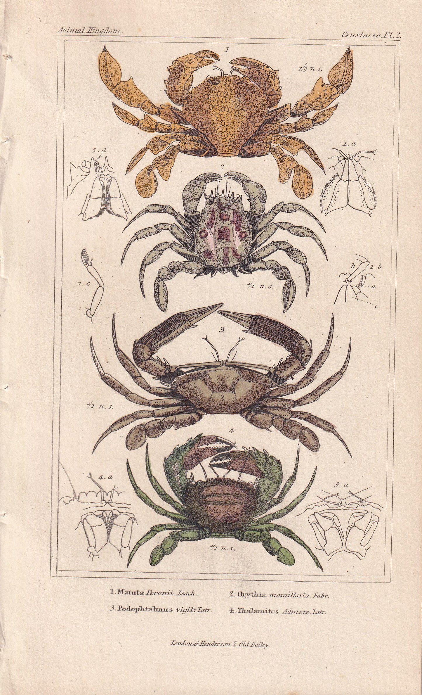 1834 CRABS Print - Hand-Coloured Antique Print - Cuvier - Animal Wall Art - Sea Life Gift Decor - Ocean Crab Lithograph - 5.3