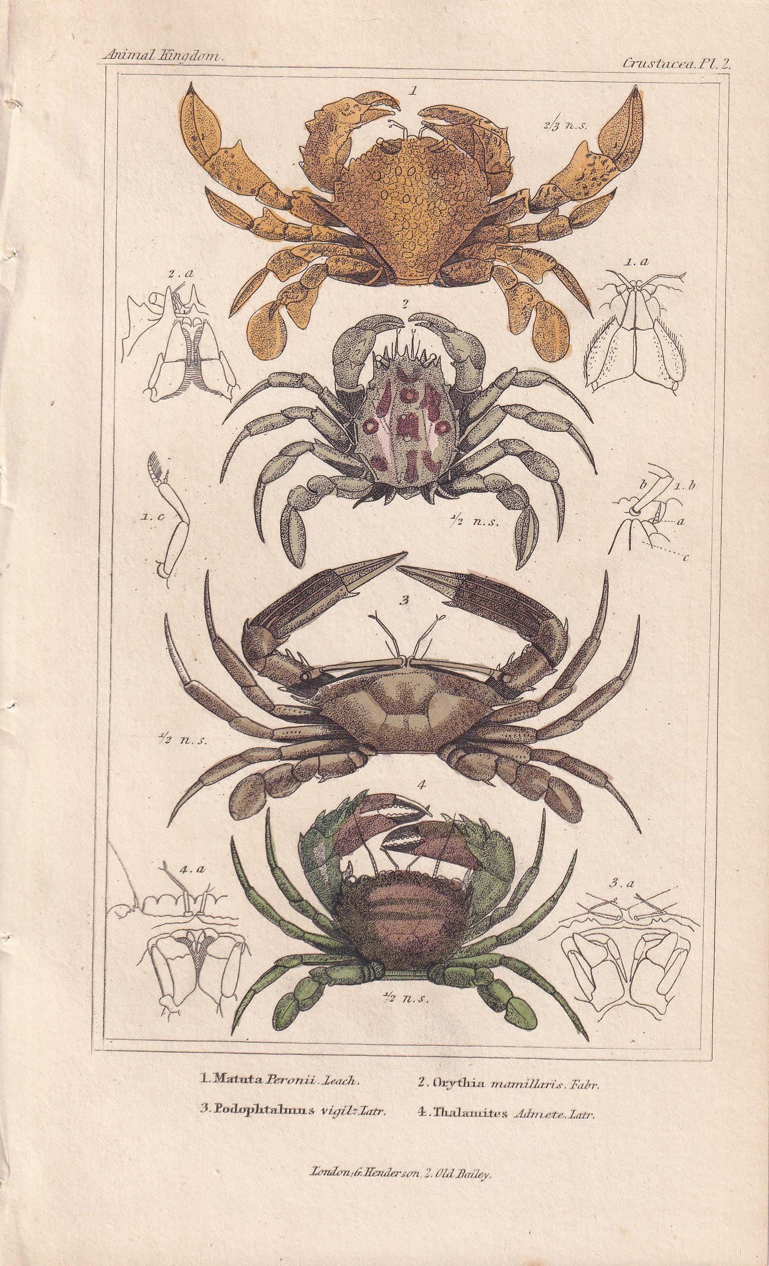 1834 CRABS Print - Hand-Coloured Antique Print - Cuvier - Animal Wall Art - Sea Life Gift Decor - Ocean Crab Lithograph - 5.3