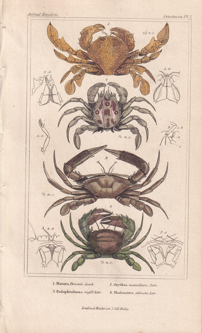 1834 CRABS Print - Hand-Coloured Antique Print - Cuvier - Animal Wall Art - Sea Life Gift Decor - Ocean Crab Lithograph - 5.3