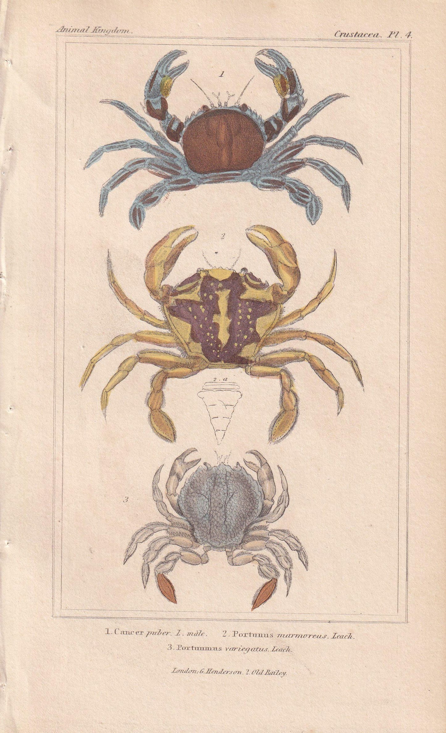 1834 CRABS Print - Hand-Coloured Antique Print - Cuvier - Animal Wall Art - Sea Life Gift Decor - Ocean Crab Lithograph - 5.3