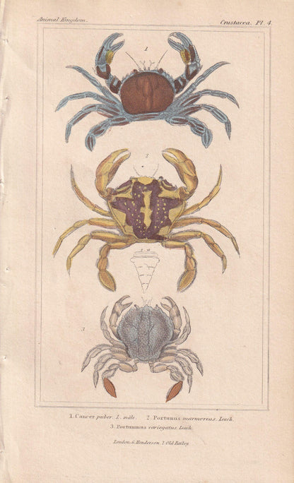 1834 CRABS Print - Hand-Coloured Antique Print - Cuvier - Animal Wall Art - Sea Life Gift Decor - Ocean Crab Lithograph - 5.3