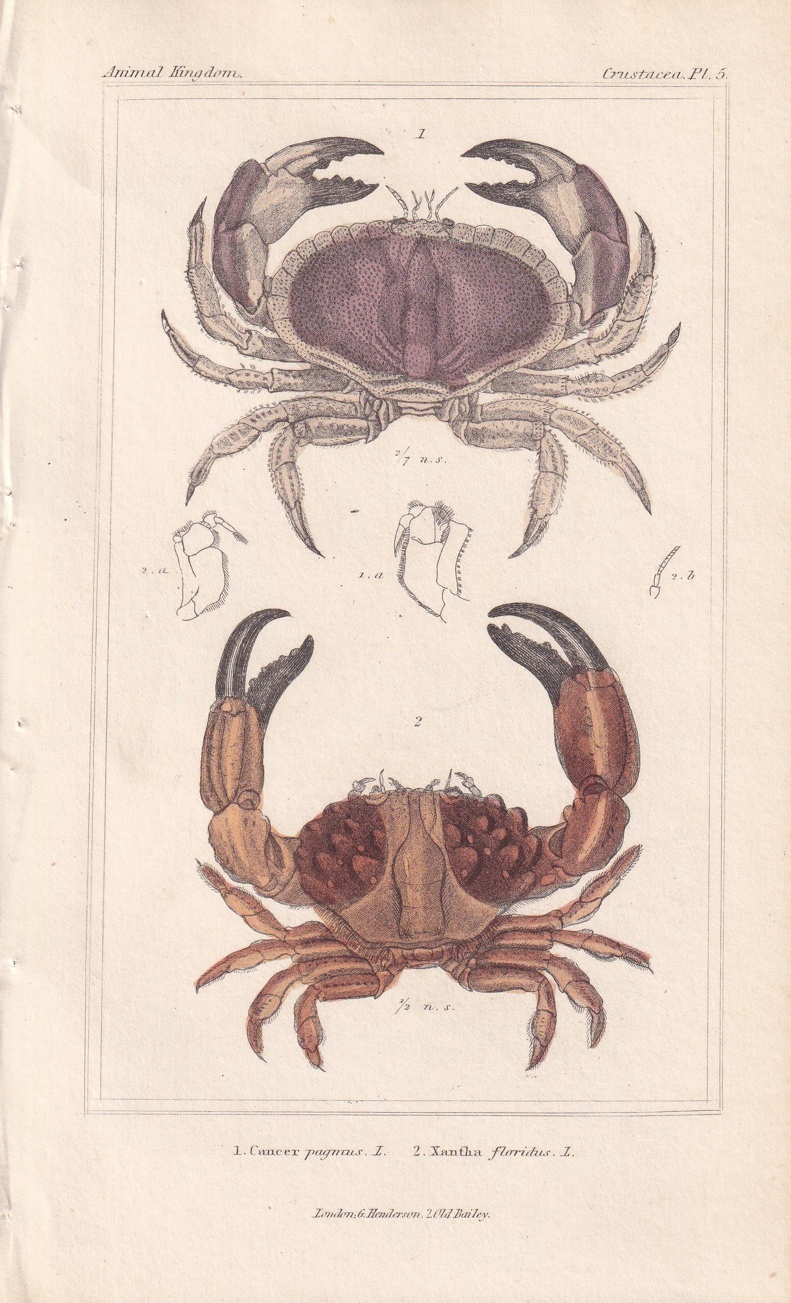 1834 CRABS Print - Hand-Coloured Antique Print - Cuvier - Animal Wall Art - Sea Life Gift Decor - Ocean Crab Lithograph - 5.3