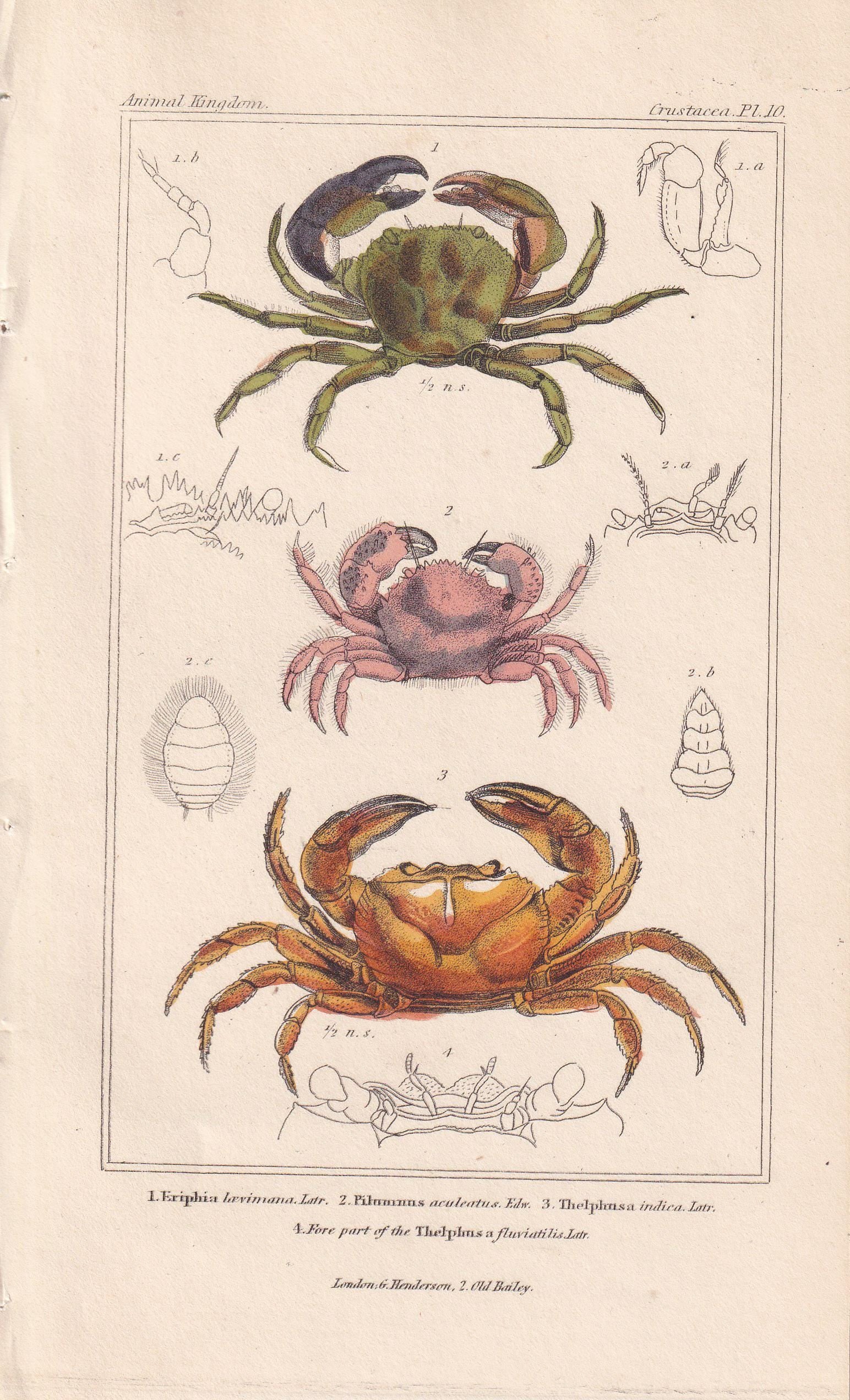 1834 CRABS Print - Hand-Coloured Antique Print - Cuvier - Animal Wall Art - Sea Life Gift Decor - Ocean Crab Lithograph - 5.3