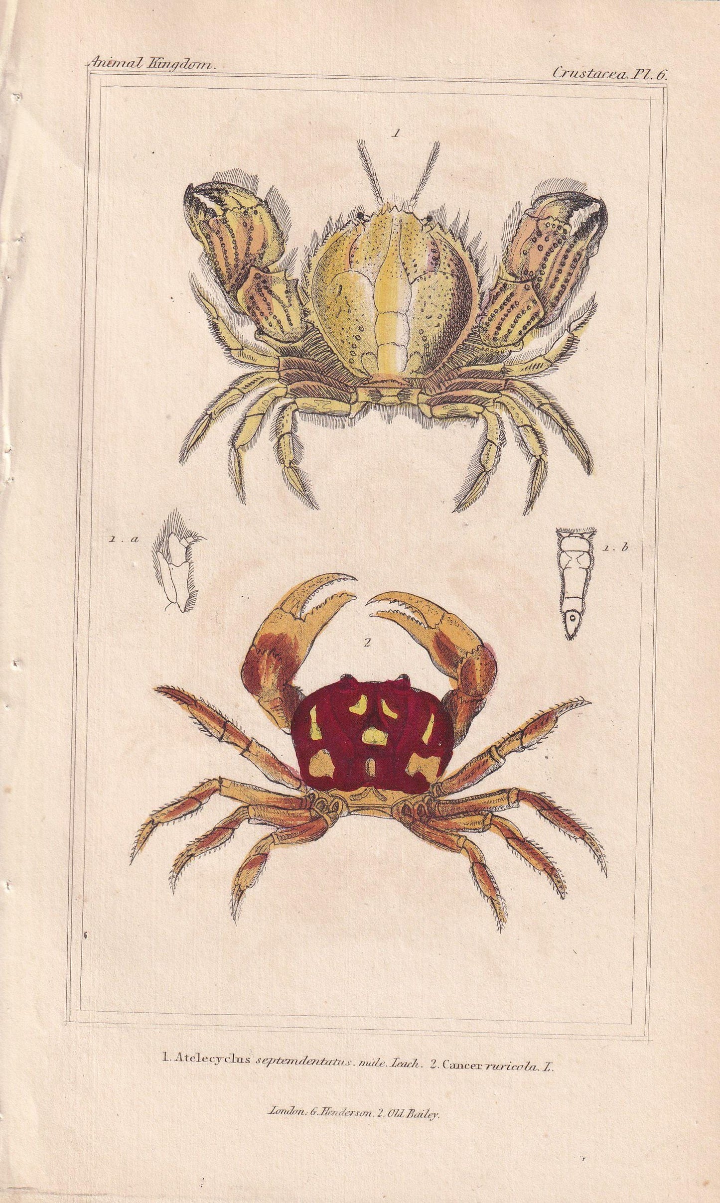 1834 CRABS Print - Hand-Coloured Antique Print - Cuvier - Animal Wall Art - Sea Life Gift Decor - Ocean Crab Lithograph - 5.3
