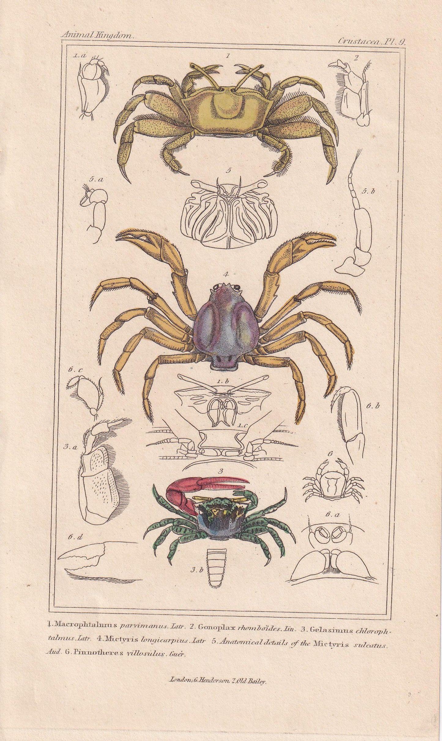 1834 CRABS Print - Hand-Coloured Antique Print - Cuvier - Animal Wall Art - Sea Life Gift Decor - Ocean Crab Lithograph - 5.3