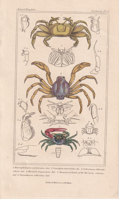1834 CRABS Print - Hand-Coloured Antique Print - Cuvier - Animal Wall Art - Sea Life Gift Decor - Ocean Crab Lithograph - 5.3