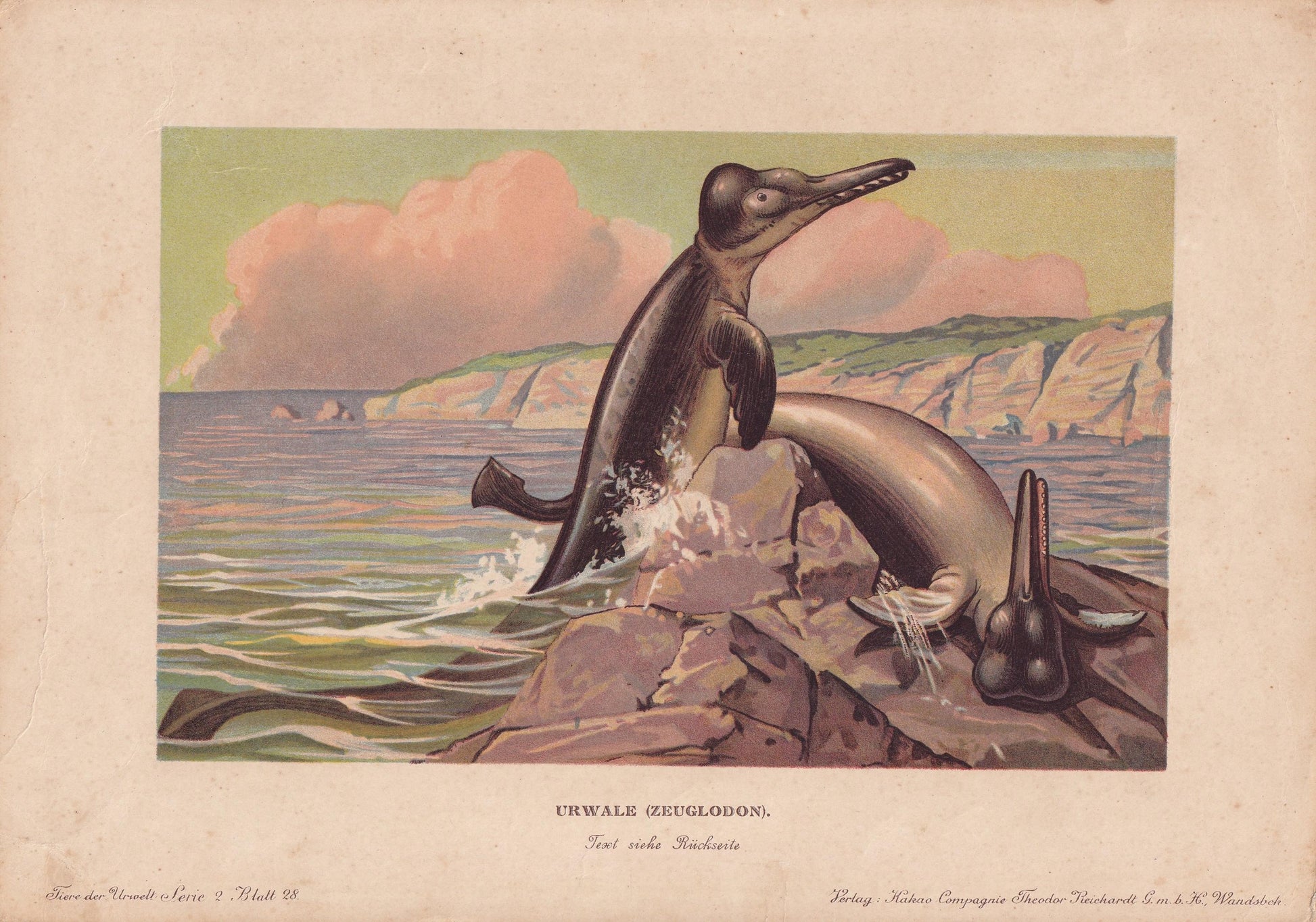 1902 BASILOSAURUS Print - Eocene Whale - Mammal Evolution - Paleoart - Prehistoric Animals Wall Art - Dinosaur - 10.5 x 7.5 I