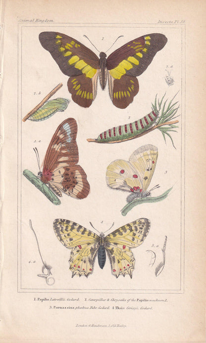 1834 BUTTERFLIES Print - Hand-Coloured Antique - Cuvier - Insect Wall Art - Gift Decor - 5.3 x 8.2 Inches