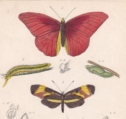 1834 BUTTERFLIES Print - Hand-Coloured Antique - Cuvier - Insect Wall Art - Gift Decor - 5.3 x 8.2 Inches