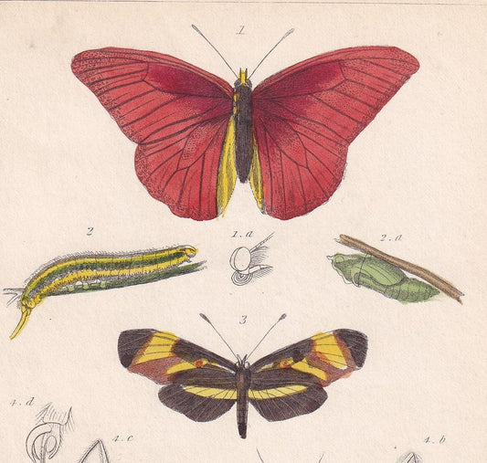 1834 BUTTERFLIES Print - Hand-Coloured Antique - Cuvier - Insect Wall Art - Gift Decor - 5.3 x 8.2 Inches