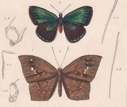 1834 BUTTERFLIES Print - Hand-Coloured Antique - Cuvier - Insect Wall Art - Gift Decor - 5.3 x 8.2 Inches
