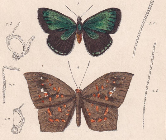1834 BUTTERFLIES Print - Hand-Coloured Antique - Cuvier - Insect Wall Art - Gift Decor - 5.3 x 8.2 Inches