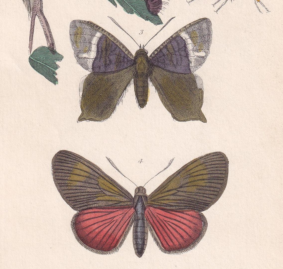 1834 BUTTERFLIES Print - Hand-Coloured Antique - Cuvier - Insect Moth Wall Art - Gift Decor - 5.3 x 8.2 Inches