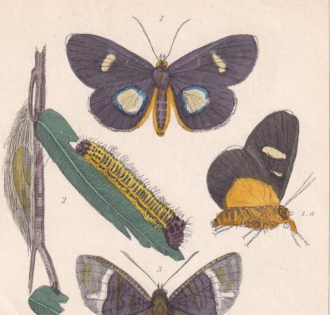 1834 BUTTERFLIES Print - Hand-Coloured Antique - Cuvier - Insect Moth Wall Art - Gift Decor - 5.3 x 8.2 Inches