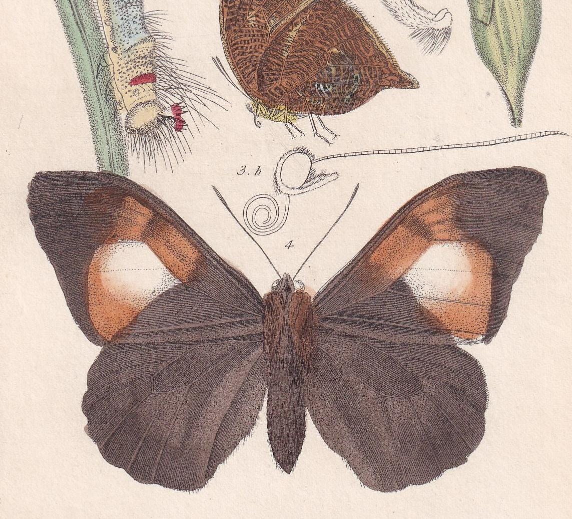 1834 BUTTERFLIES Print - Hand-Coloured Antique - Cuvier - Insect Wall Art - Gift Decor - 5.3 x 8.2 Inches