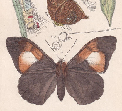 1834 BUTTERFLIES Print - Hand-Coloured Antique - Cuvier - Insect Wall Art - Gift Decor - 5.3 x 8.2 Inches