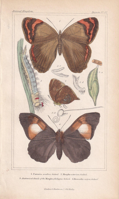1834 BUTTERFLIES Print - Hand-Coloured Antique - Cuvier - Insect Wall Art - Gift Decor - 5.3 x 8.2 Inches