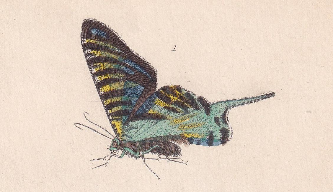 1834 BUTTERFLIES Print - Hand-Coloured Antique - Cuvier - Insect Moth Wall Art - Gift Decor - 5.3 x 8.2 Inches
