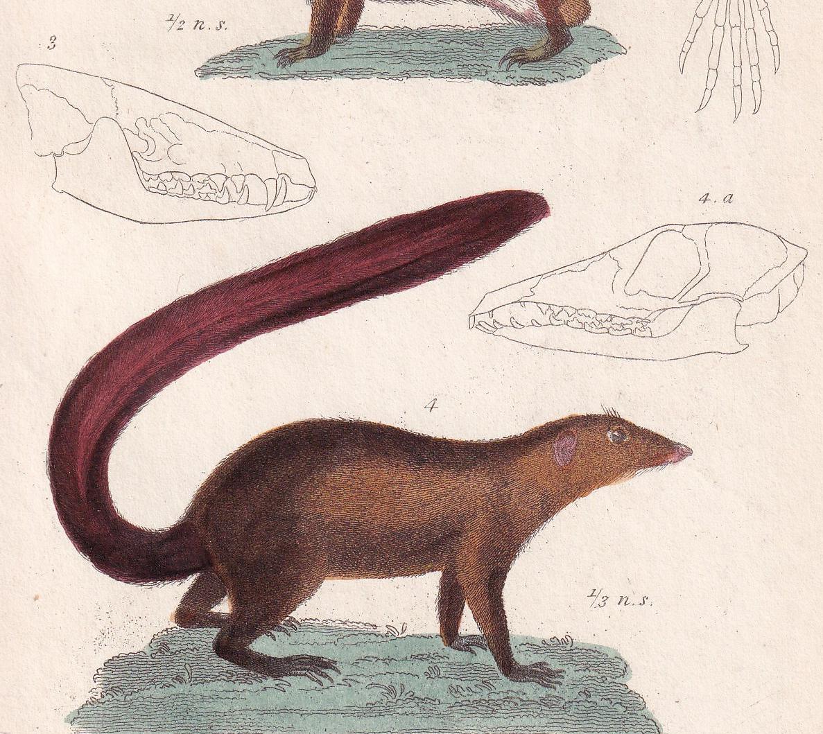 1834 HEDGEHOG, TENREC, & TUPAIA Print - Hand-Coloured Antique - Cuvier - Animal Wall Art - Gift Decor - 5.3 x 8.2 Inches