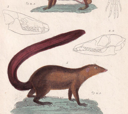 1834 HEDGEHOG, TENREC, & TUPAIA Print - Hand-Coloured Antique - Cuvier - Animal Wall Art - Gift Decor - 5.3 x 8.2 Inches