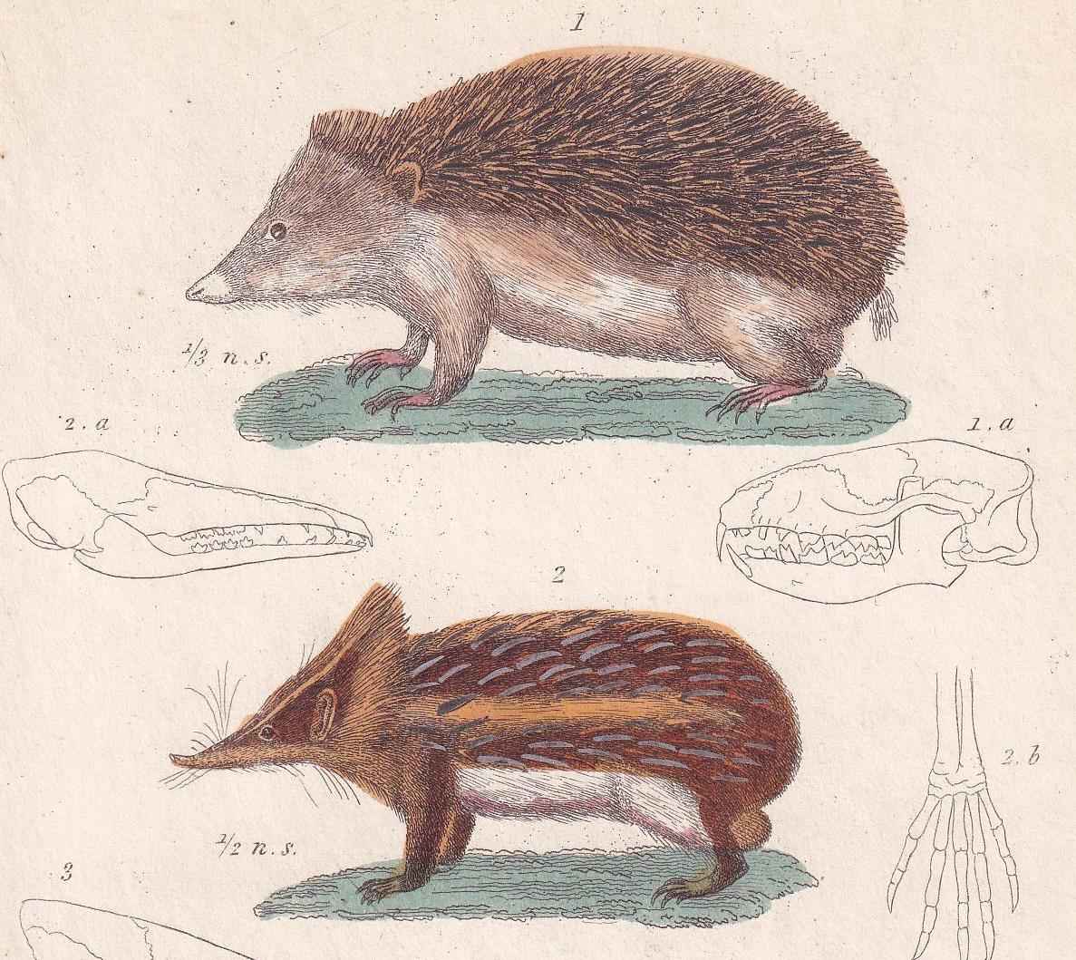 1834 HEDGEHOG, TENREC, & TUPAIA Print - Hand-Coloured Antique - Cuvier - Animal Wall Art - Gift Decor - 5.3 x 8.2 Inches