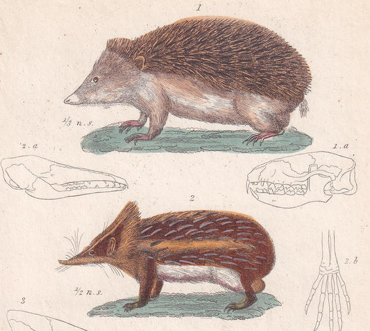 1834 HEDGEHOG, TENREC, & TUPAIA Print - Hand-Coloured Antique - Cuvier - Animal Wall Art - Gift Decor - 5.3 x 8.2 Inches