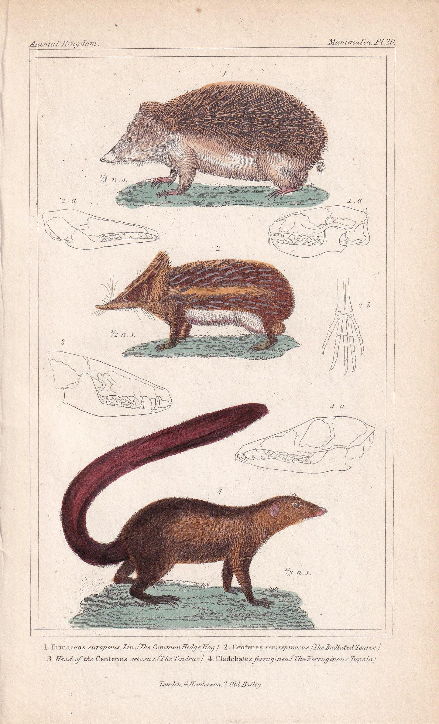 1834 HEDGEHOG, TENREC, & TUPAIA Print - Hand-Coloured Antique - Cuvier - Animal Wall Art - Gift Decor - 5.3 x 8.2 Inches