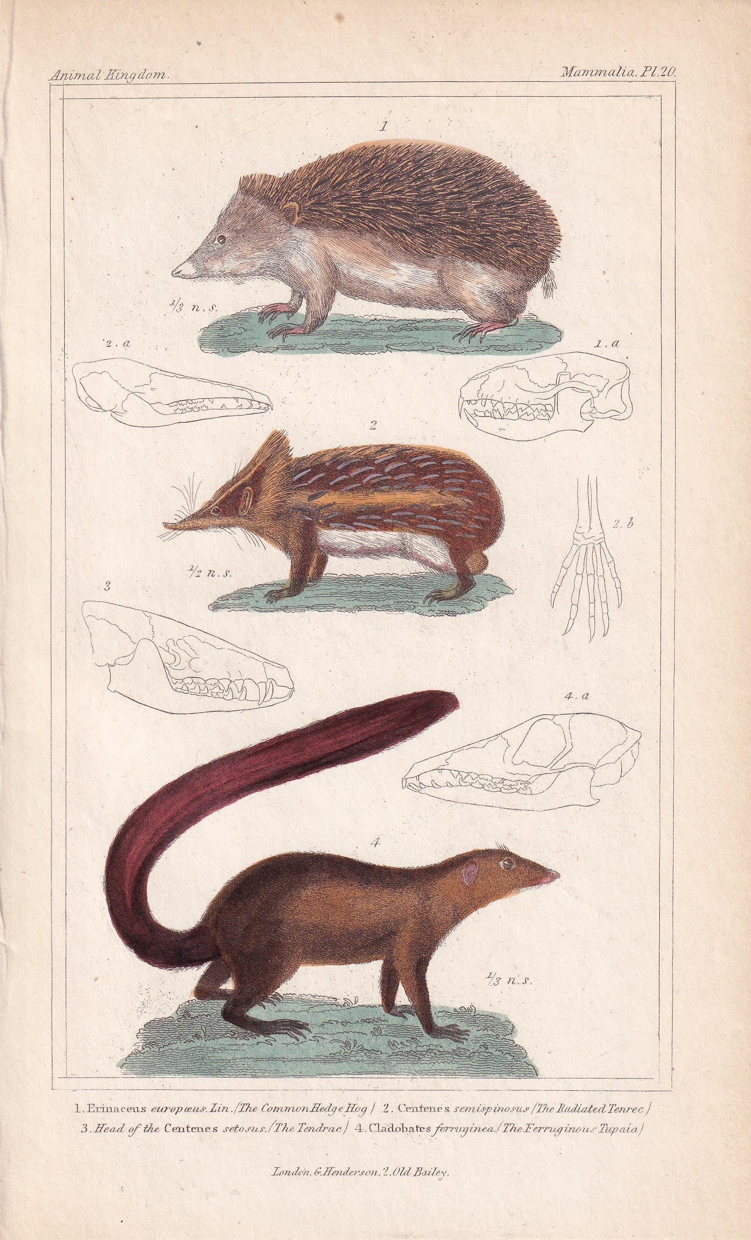 1834 HEDGEHOG, TENREC, & TUPAIA Print - Hand-Coloured Antique - Cuvier - Animal Wall Art - Gift Decor - 5.3 x 8.2 Inches