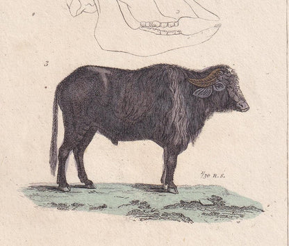 1834 BUFFALO & BISON Print - Hand-Coloured Antique - Cuvier - Animal Wall Art - Gift Decor - 5.3 x 8.2 Inches