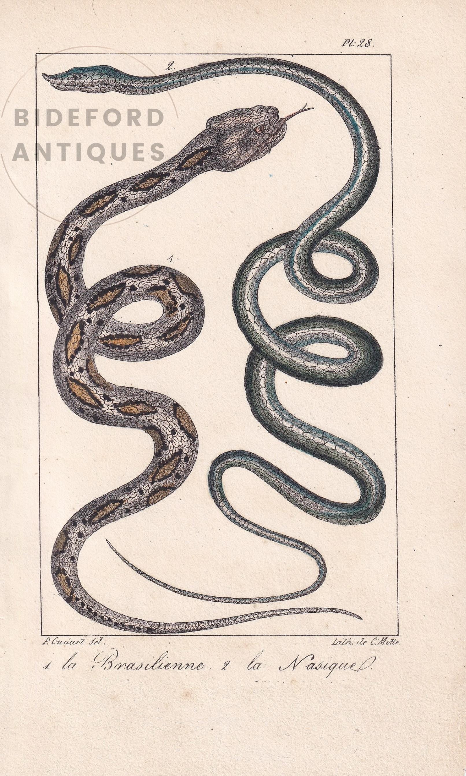 1834 BRAZIL VINE SNAKE Print - Hand-Coloured Antique Print - Lacepede - Snake Wall Art - Animal Nature Gift Decor - 5.8 x 8.9