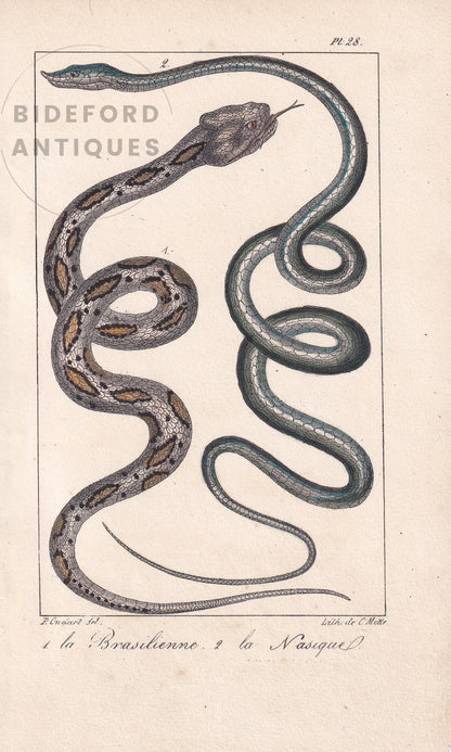 1834 BRAZIL VINE SNAKE Print - Hand-Coloured Antique Print - Lacepede - Snake Wall Art - Animal Nature Gift Decor - 5.8 x 8.9