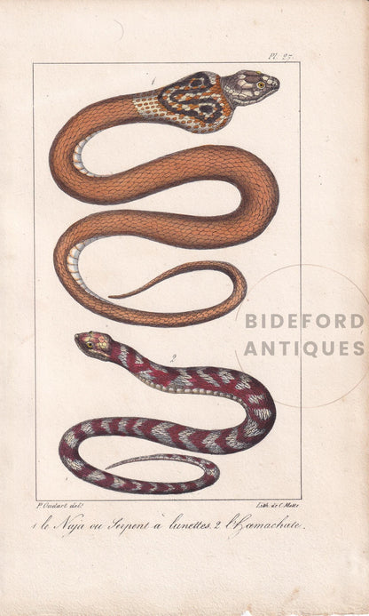1834 INDIAN COBRA SNAKE Print - Hand-Coloured Antique Print - Lacepede - Snake Wall Art - Animal Nature Gift Decor - 5.8 x 8.