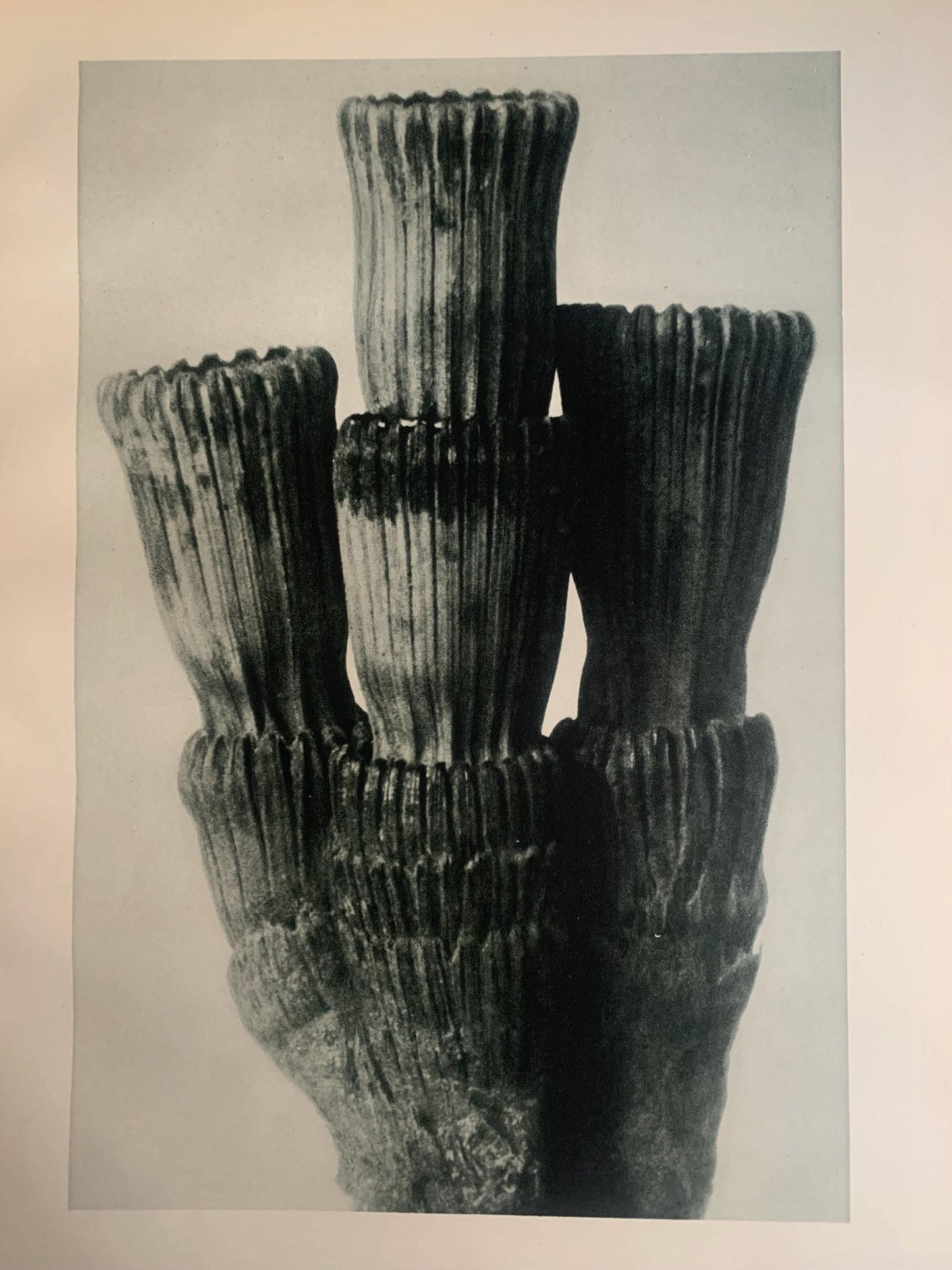 1929 Karl Blossfeldt Print - ROUGH HORSETAIL - Abstract Photogravure - Plant Tree - Botanical Wall Art - 9.5 x 12 Inch