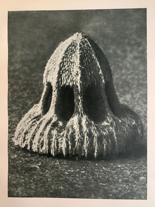 1929 Karl Blossfeldt Print - SEED OF SCABIOUS - Abstract Photogravure - Plant Tree - Botanical Wall Art - 9.5 x 12 Inch