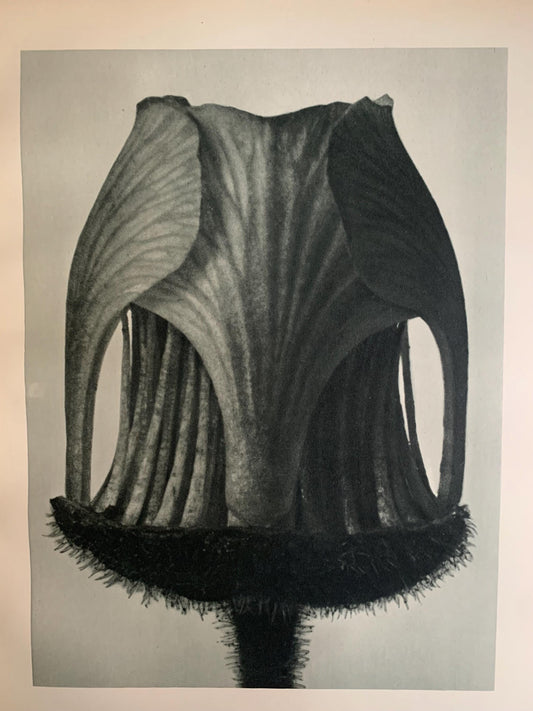 1929 Karl Blossfeldt Print - WATER AVENS BUD - Abstract Photogravure - Plant Tree - Botanical Wall Art - 9.5 x 12 Inch