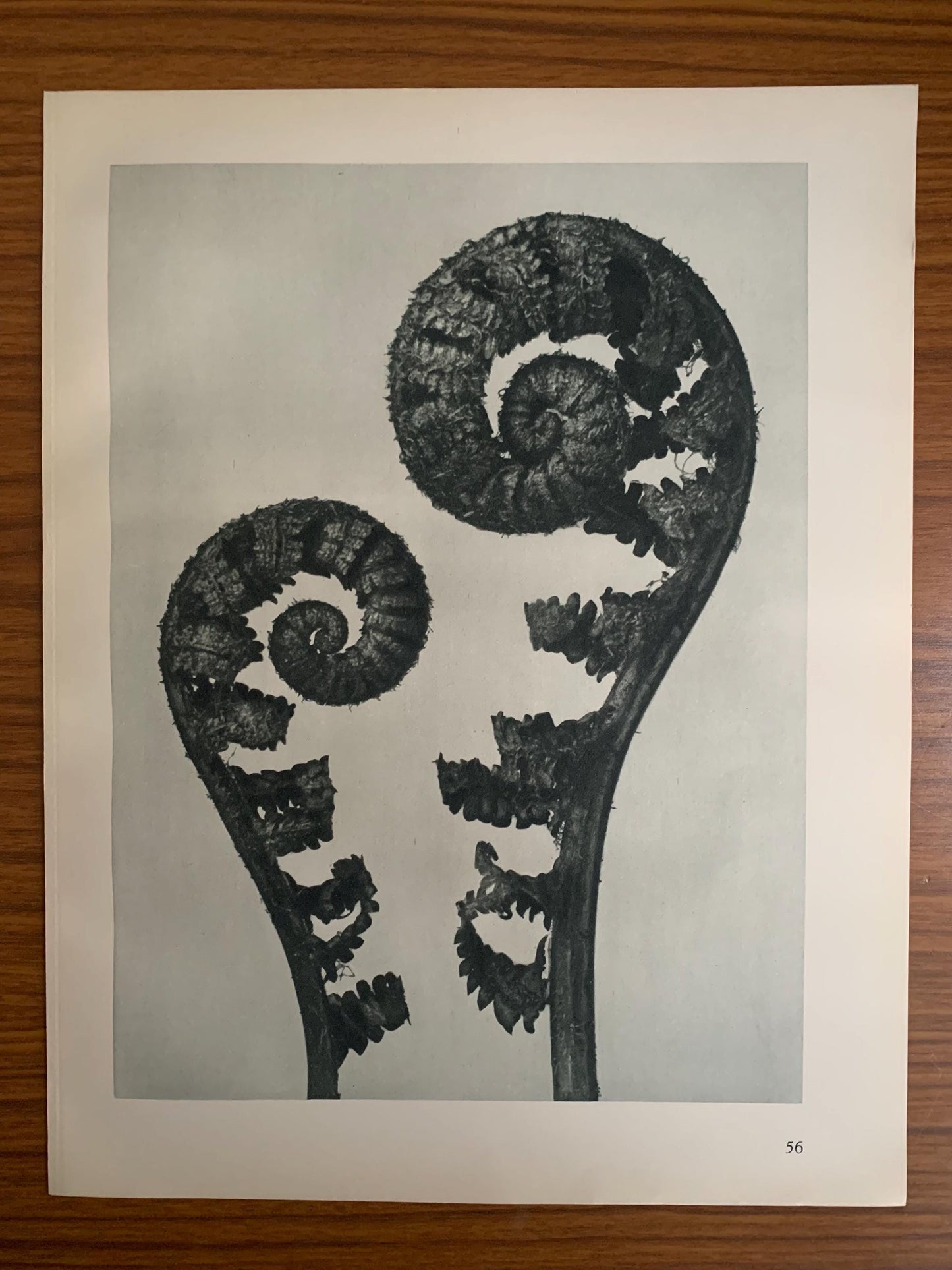1929 Karl Blossfeldt Print - SHIELD FERN FRONDS Plant Study - Abstract Photogravure - Plant Tree - Botanical Wall Art - 9.5 x 12 Inch